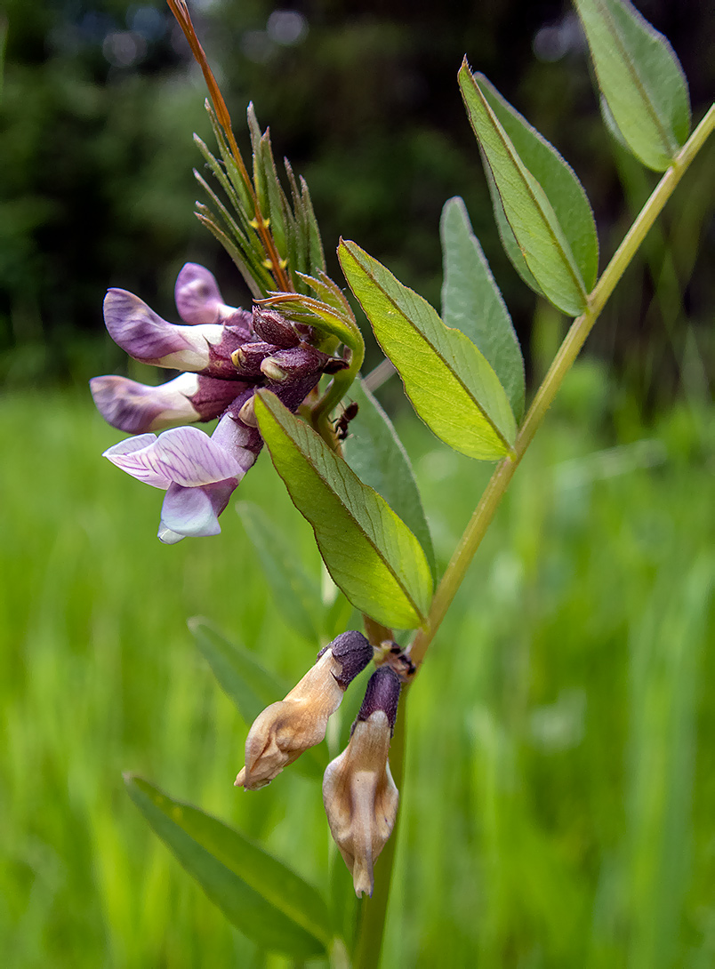 Image of Vicia sepium specimen.