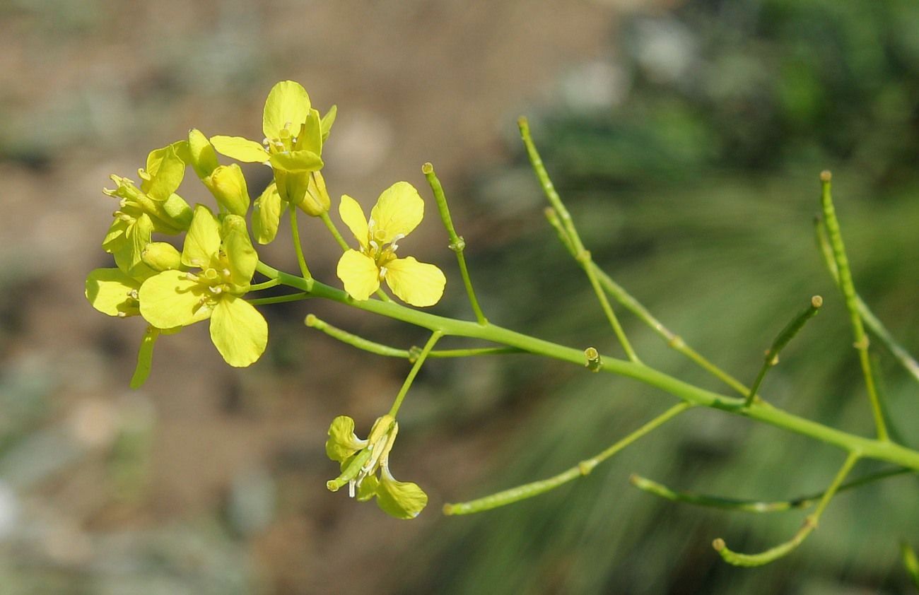 Image of Erucastrum armoracioides specimen.