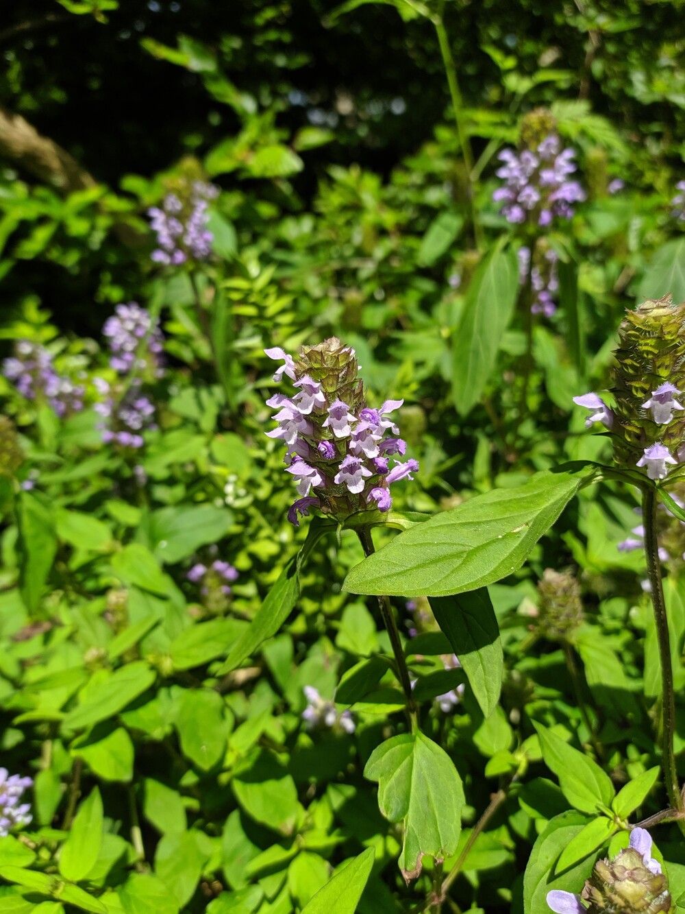 Изображение особи Prunella vulgaris.