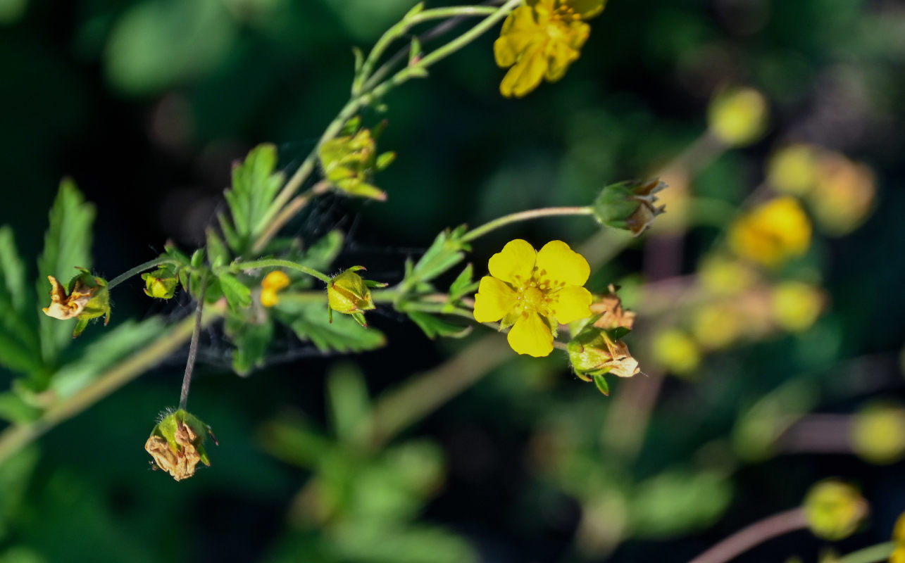 Image of genus Potentilla specimen.