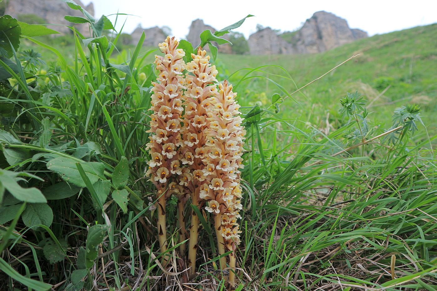 Image of Orobanche grossheimii specimen.