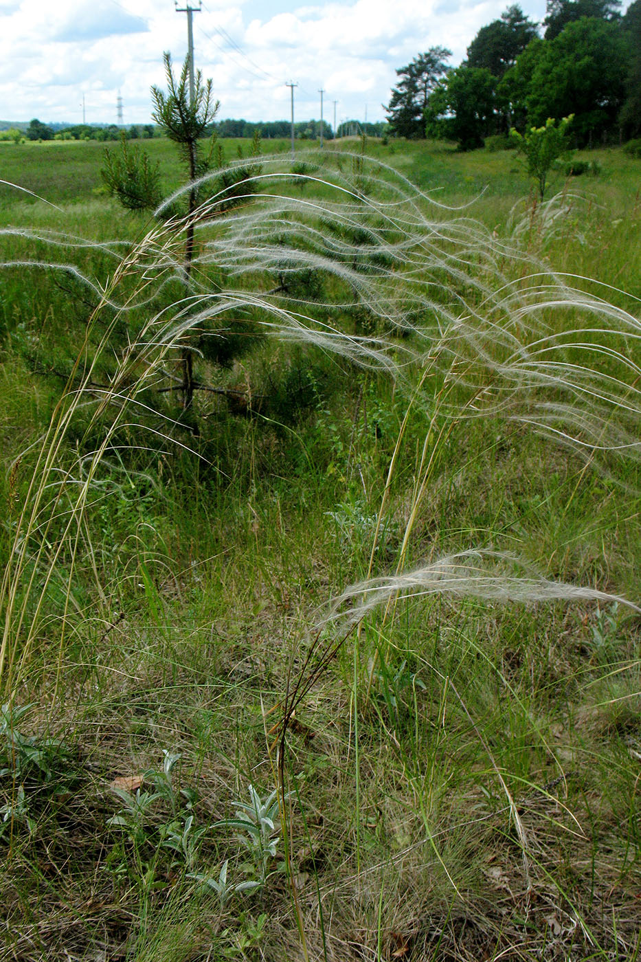 Image of Stipa pennata specimen.