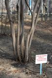 Lagerstroemia indica