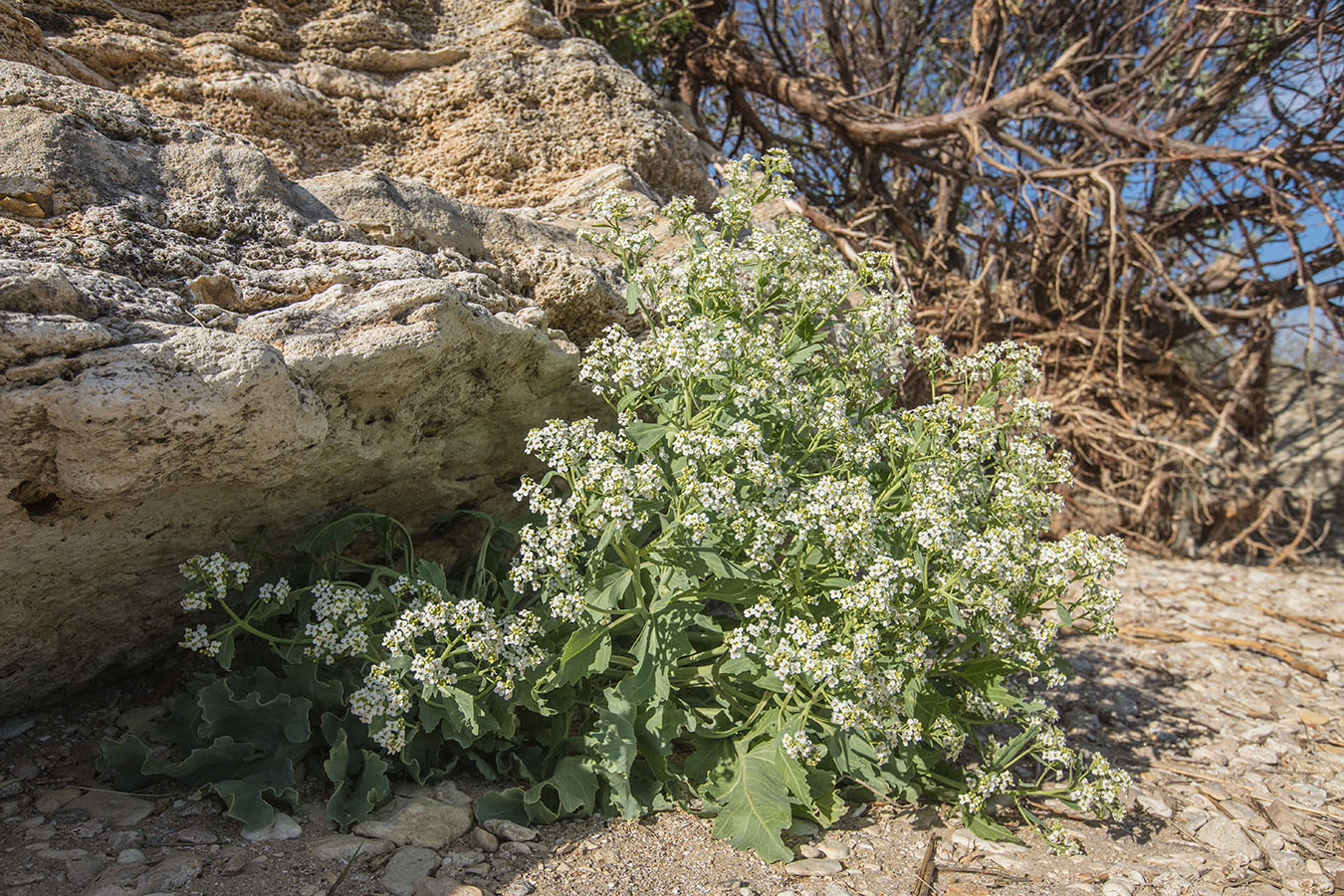 Изображение особи Crambe maritima.