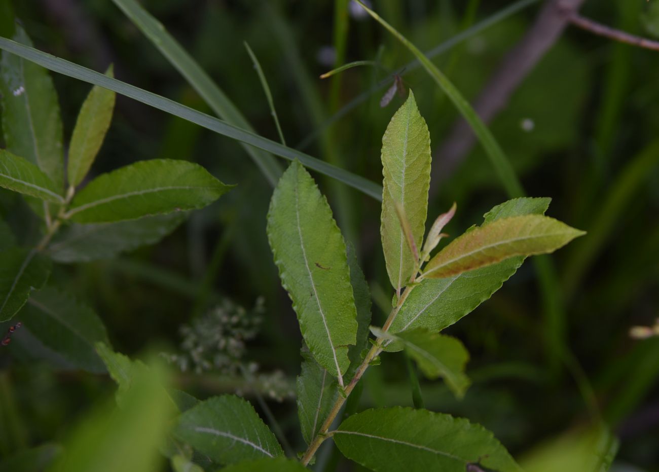 Image of genus Salix specimen.