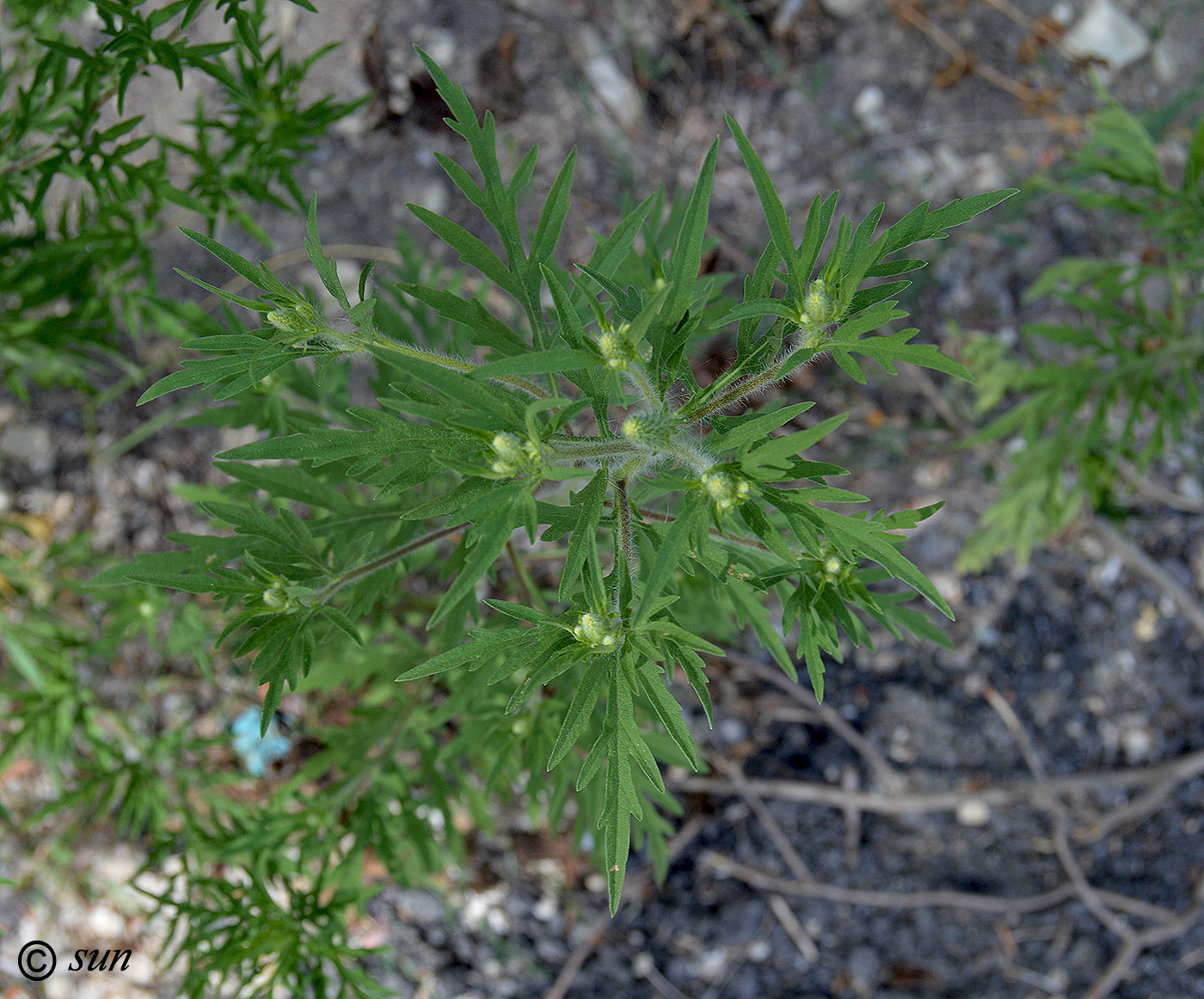 Image of Ambrosia artemisiifolia specimen.