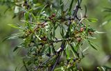 Rhamnus erythroxyloides. Часть ветви с созревающими плодами. Грузия, Самцхе-Джавахети, окр. пещерного монастыря Вардзиа, берег реки. 13.06.2023.