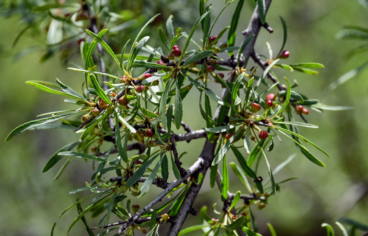 Image of Rhamnus erythroxyloides specimen.