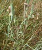 Tragopogon dubius