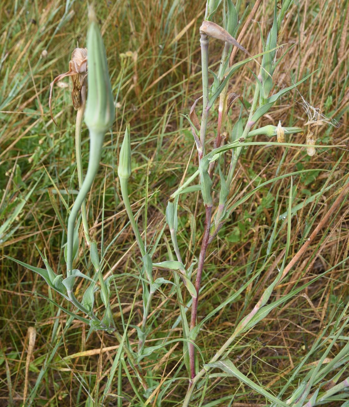 Image of Tragopogon dubius specimen.