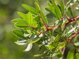 Pistacia lentiscus