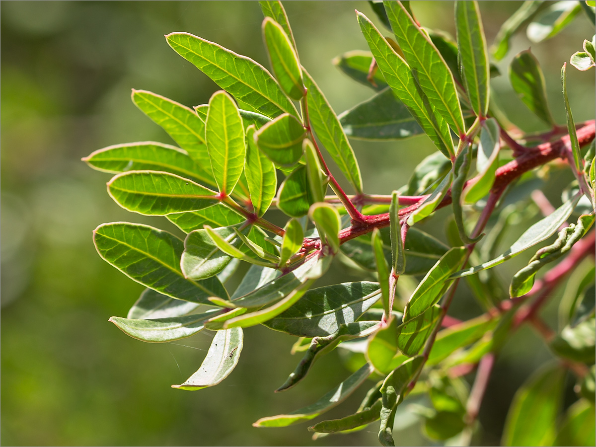 Image of genus Pistacia specimen.