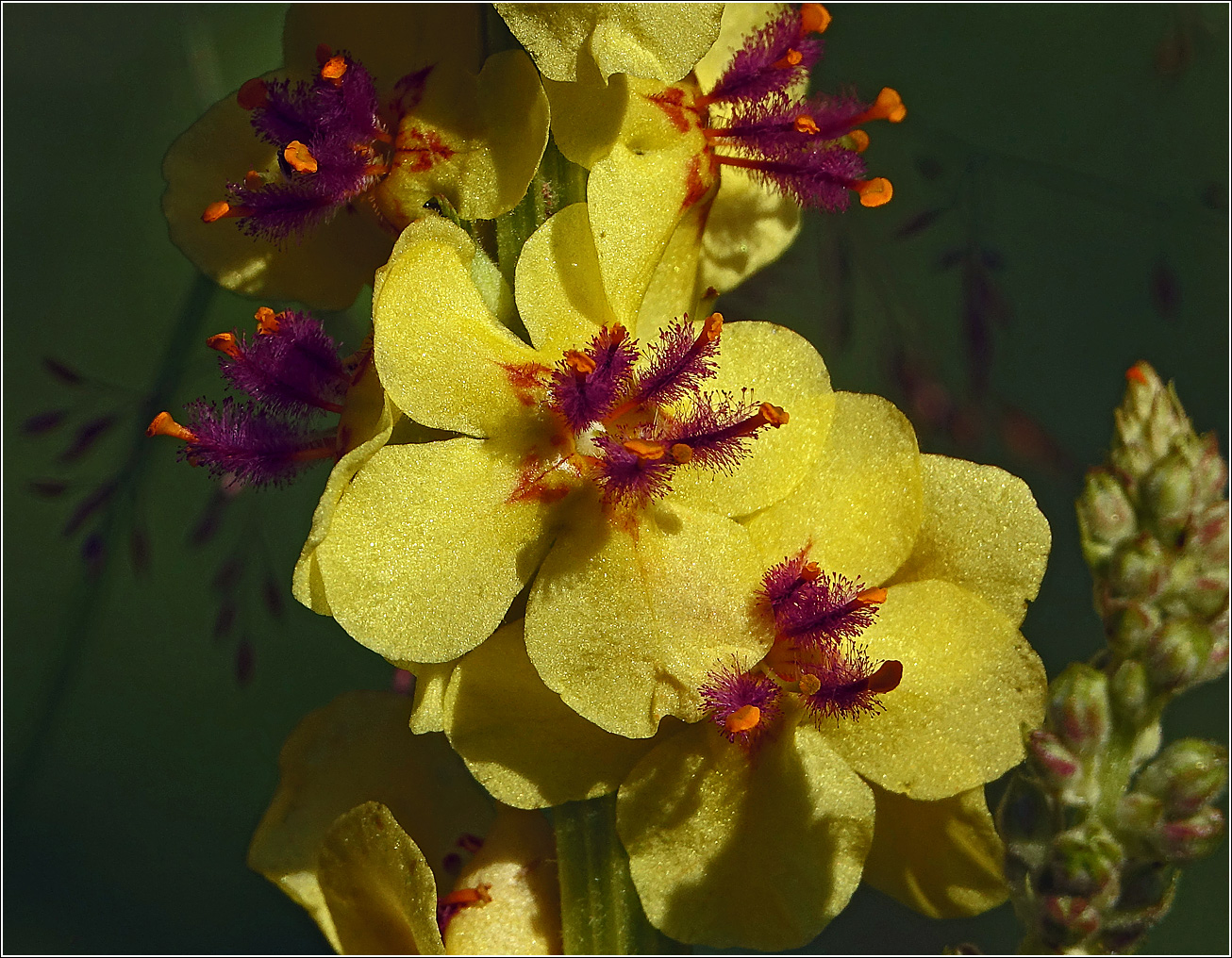 Изображение особи Verbascum nigrum.