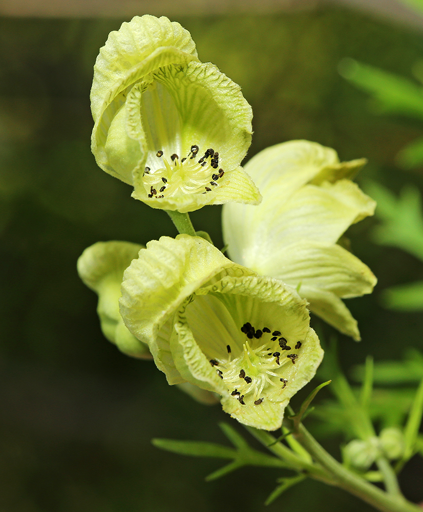 Image of Aconitum coreanum specimen.