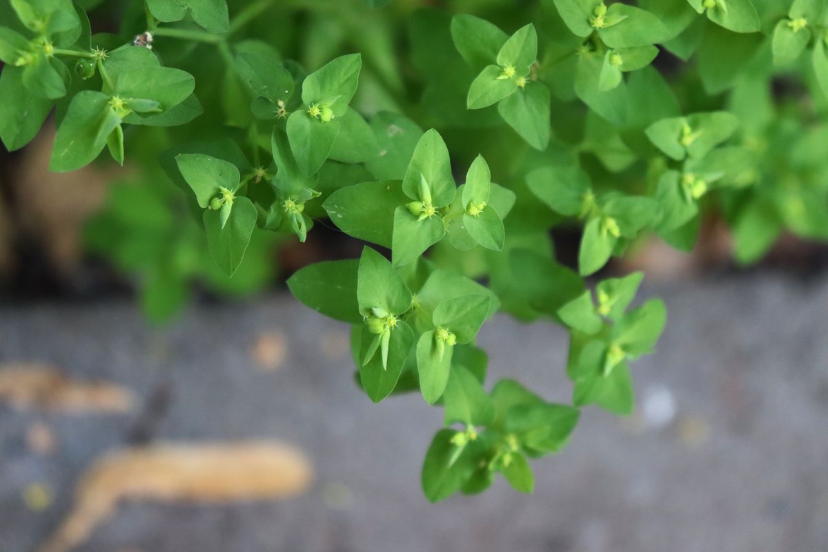 Image of genus Euphorbia specimen.