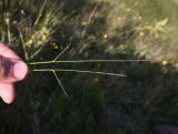 familia Poaceae. Вегетирующее растение. Чечня, Шаройский р-н, окр. пер. Цумандинский, южный борт перевала, выс. ок. 2400 м н.у.м., луг. 24 июня 2024 г.