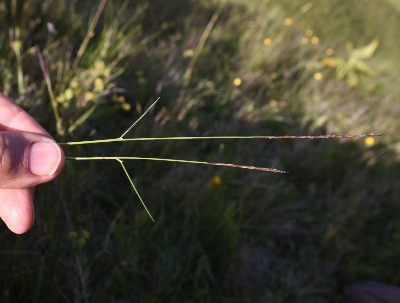 Image of familia Poaceae specimen.