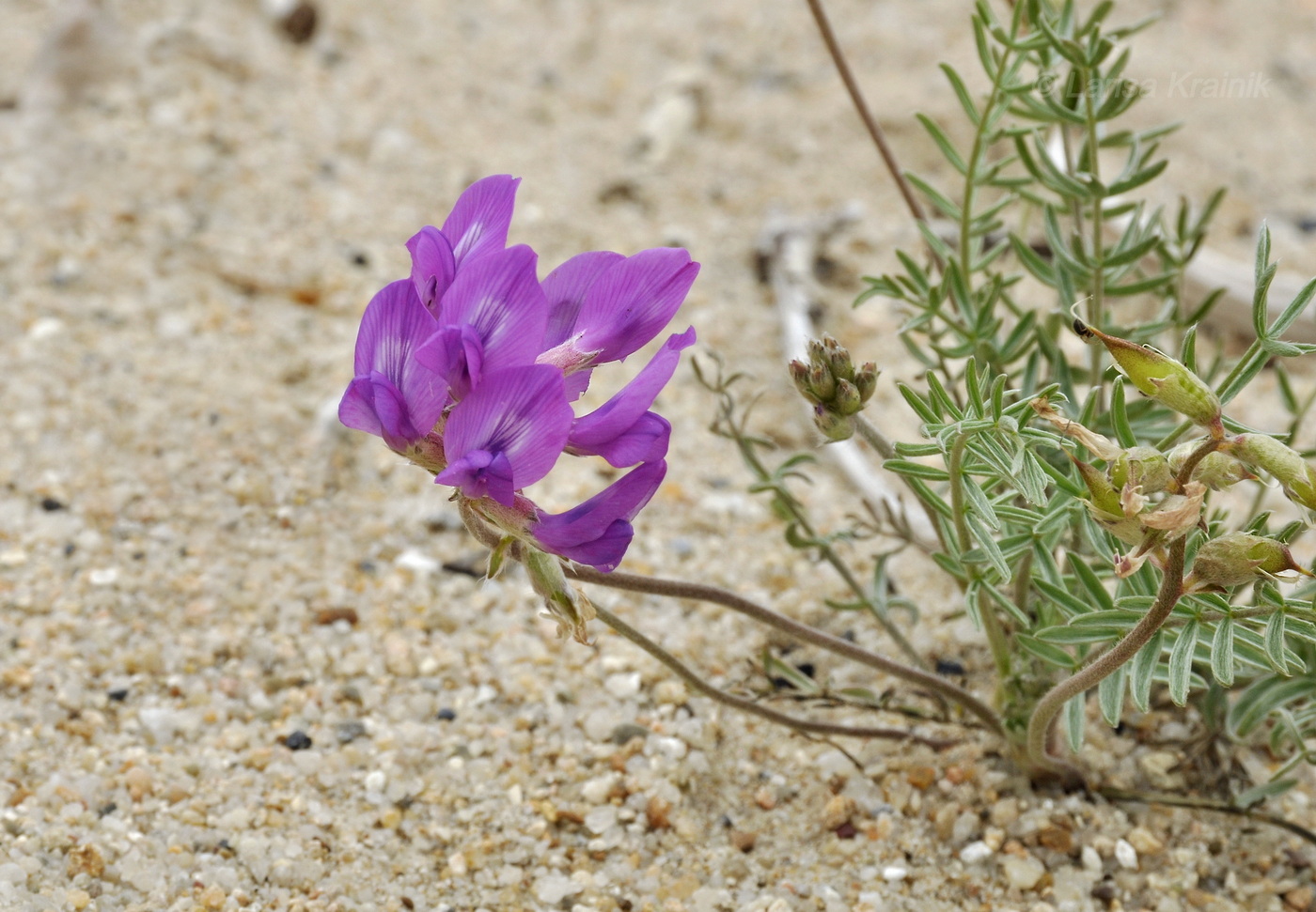 Image of Oxytropis hailarensis specimen.