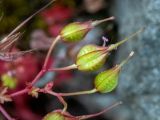 Geranium lucidum