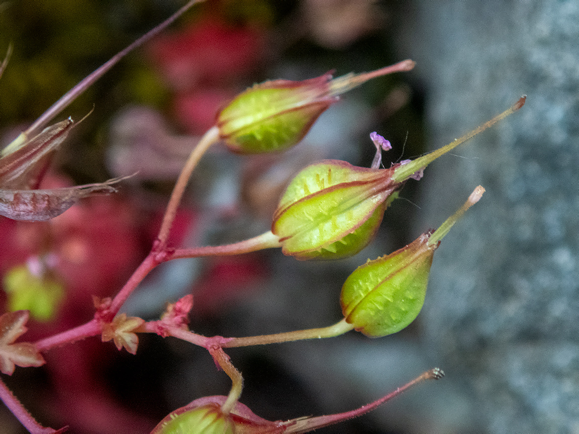 Изображение особи Geranium lucidum.