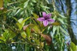 Pseuderanthemum laxiflorum