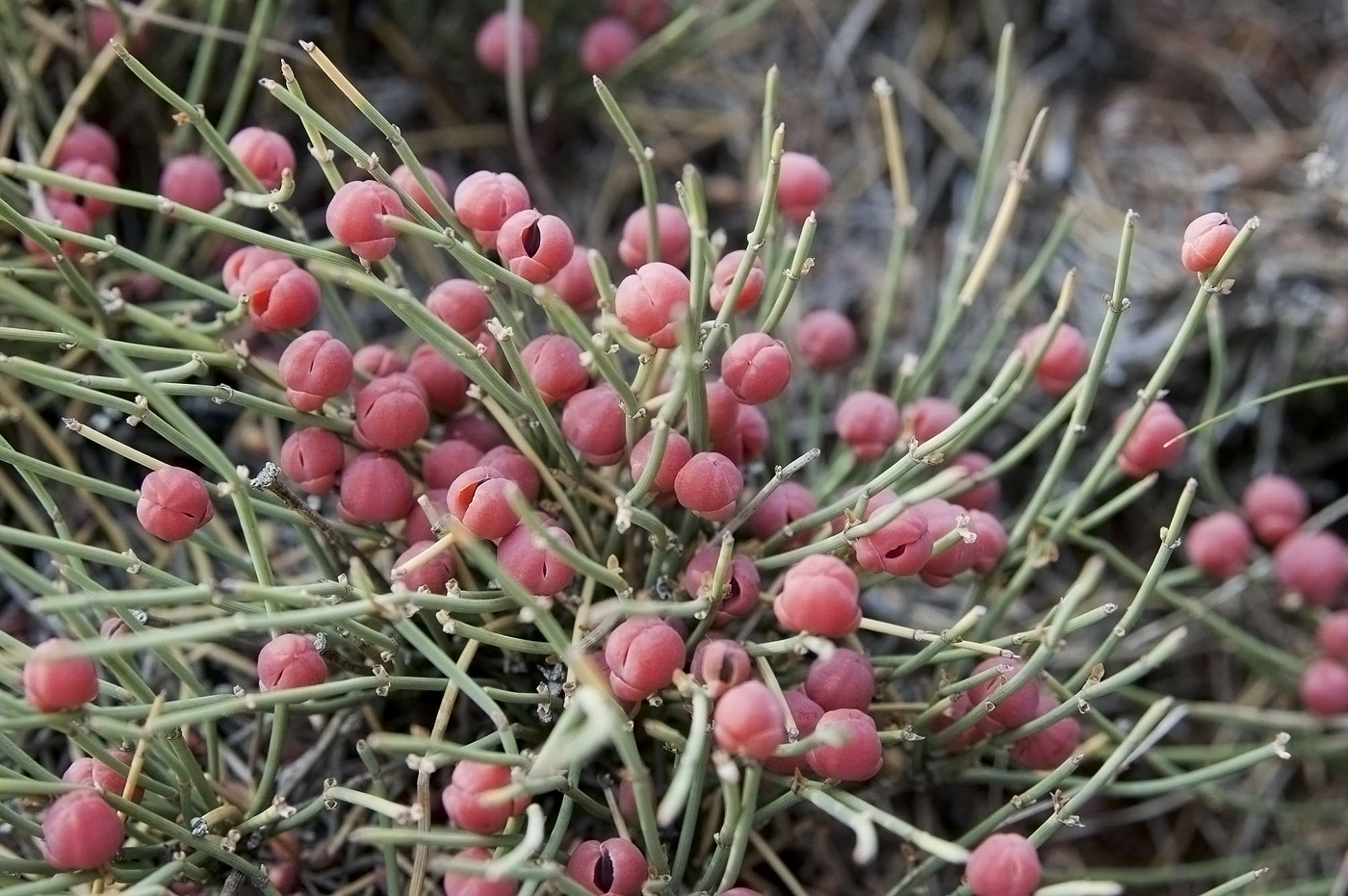 Изображение особи Ephedra monosperma.