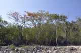 Delonix regia