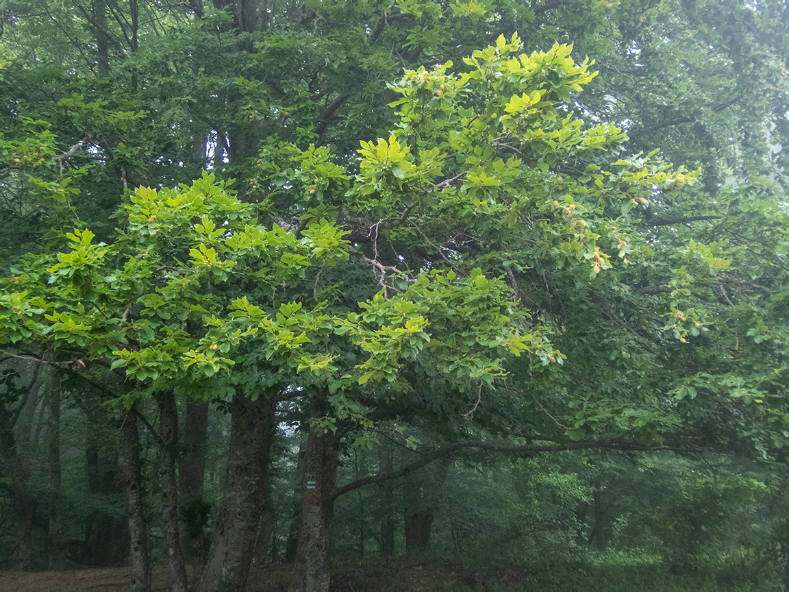 Image of Fagus &times; taurica specimen.