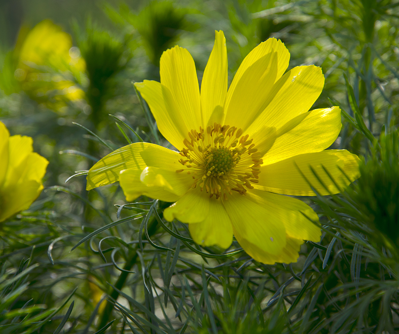 Изображение особи Adonis vernalis.