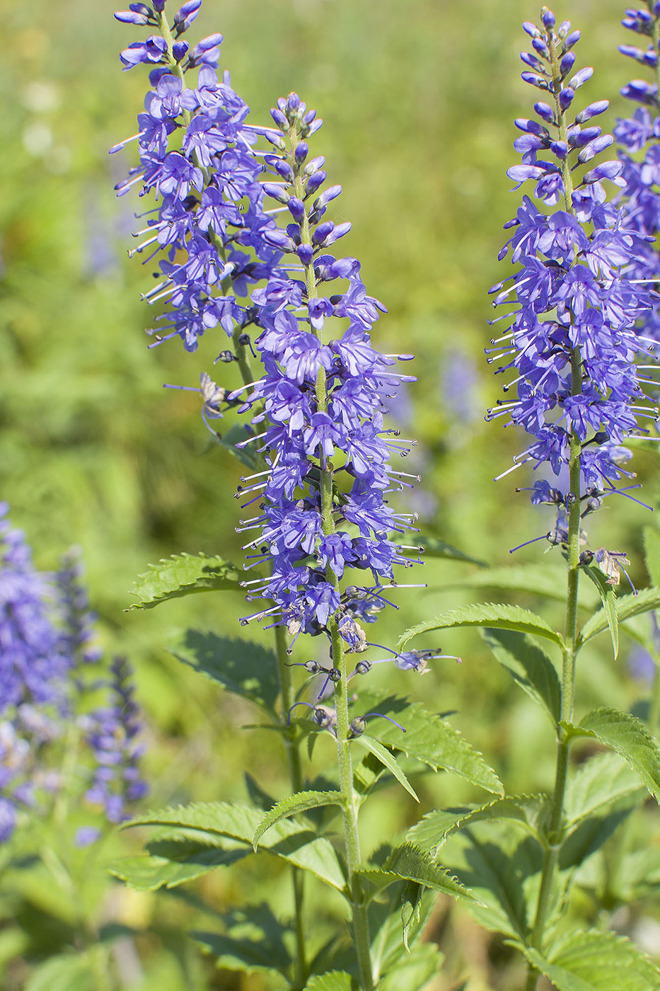 Изображение особи Veronica longifolia.