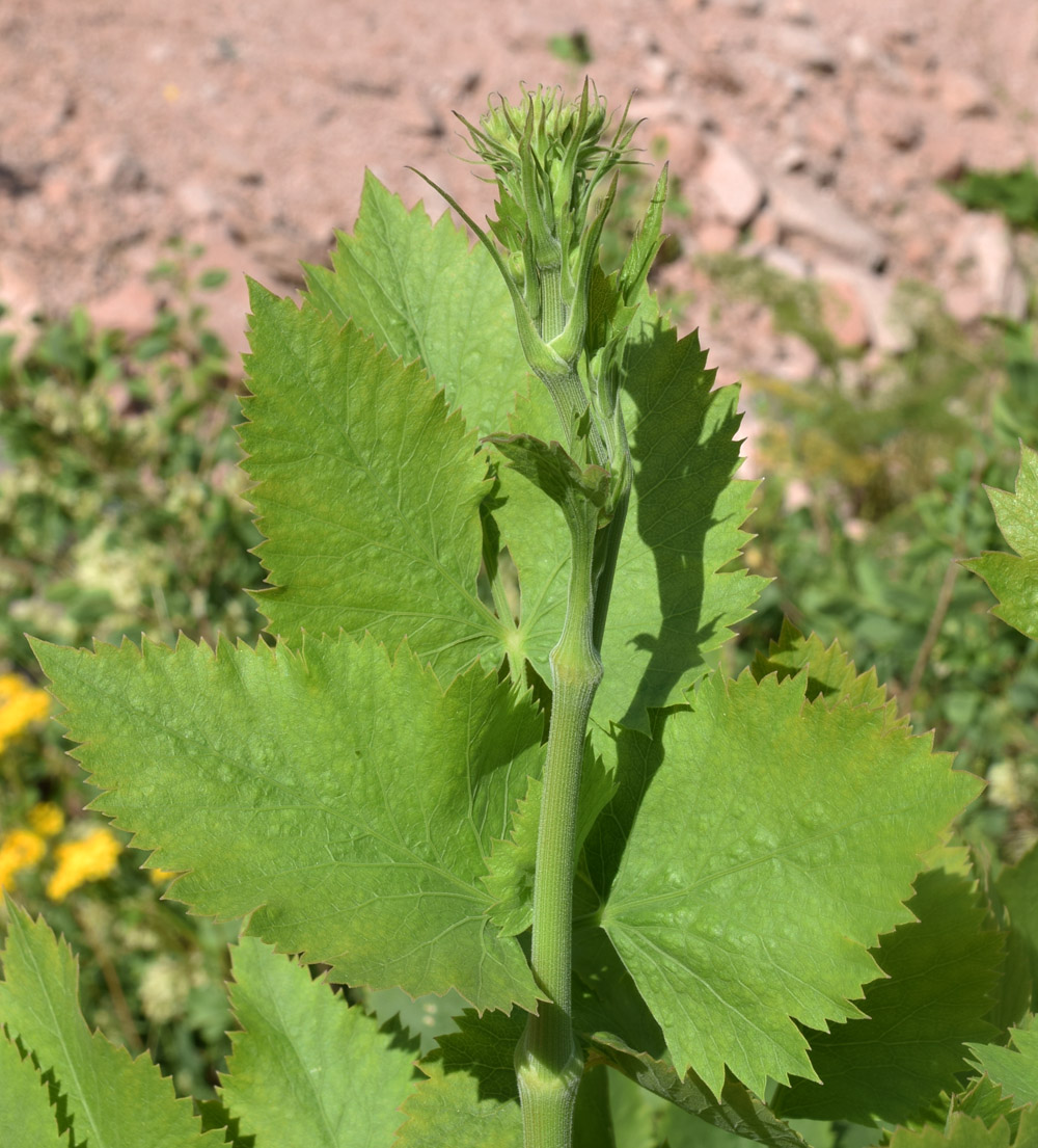 Image of Mediasia macrophylla specimen.