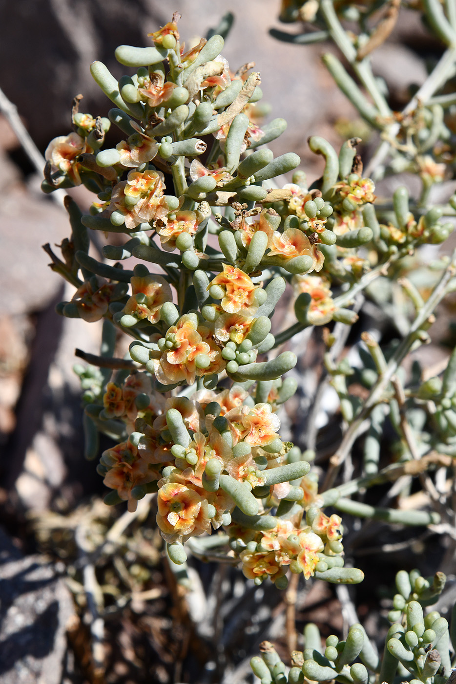 Image of Iljinia regelii specimen.