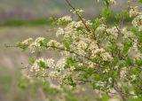 Spiraea hypericifolia. Ветви цветущего растения. Казахстан, Восточно-Казахстанская обл., Глубоковский р-н, окр. с. Кожохово, закустаренная степь. 04.05.2024.