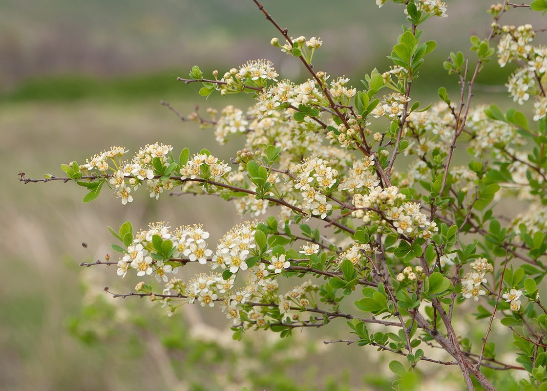 Image of Spiraea hypericifolia specimen.