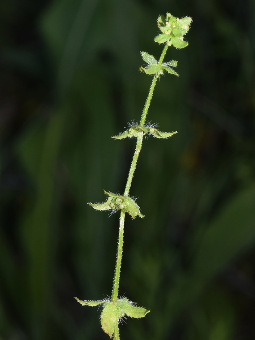 Image of Cruciata pedemontana specimen.