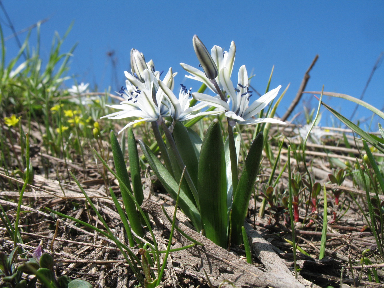 Image of Scilla puschkinioides specimen.