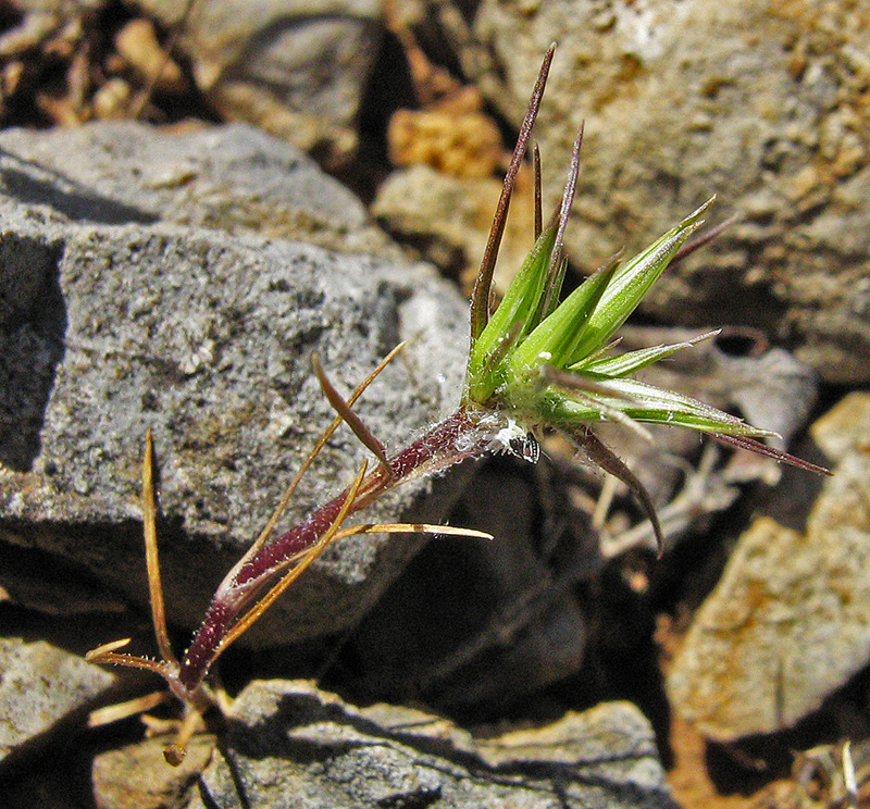 Image of Minuartia wiesneri specimen.