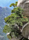 View full-size image Pinus densata