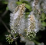 Смотреть изображение Salix caprea