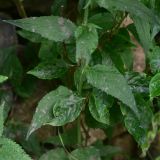 View full-size image Campanula rapunculoides