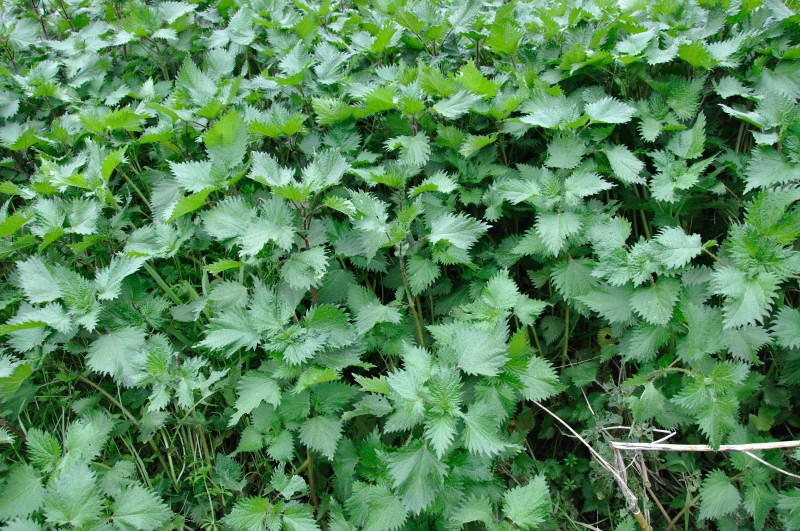 Image of Urtica pilulifera specimen.