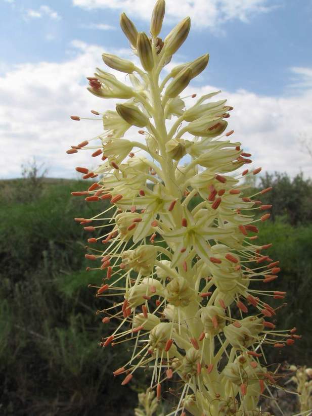 Image of Eremurus altaicus specimen.