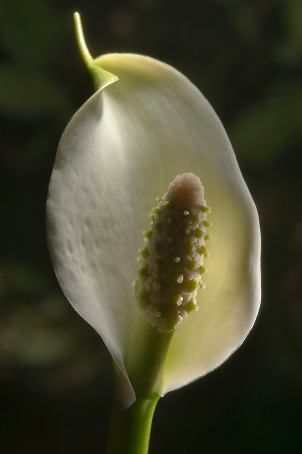 Изображение особи Calla palustris.