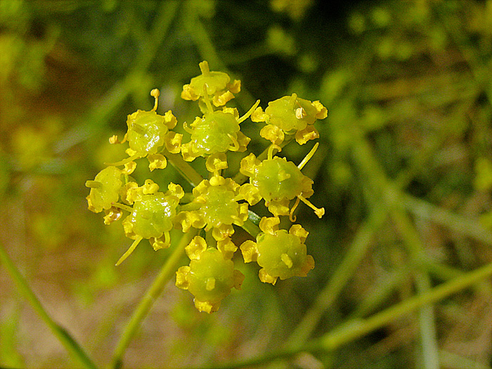 Изображение особи Bilacunaria boissieri.