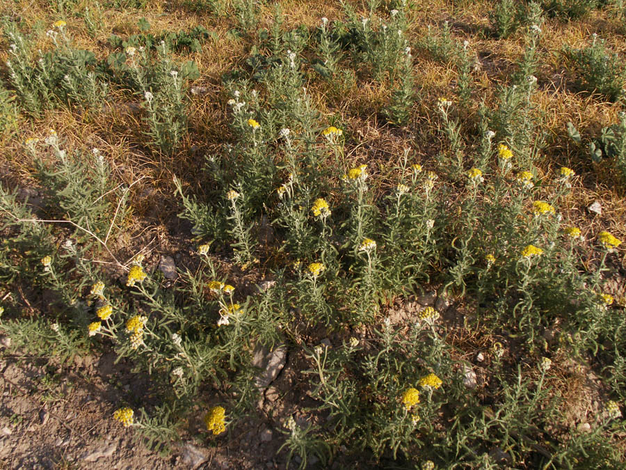 Image of Achillea wilhelmsii specimen.