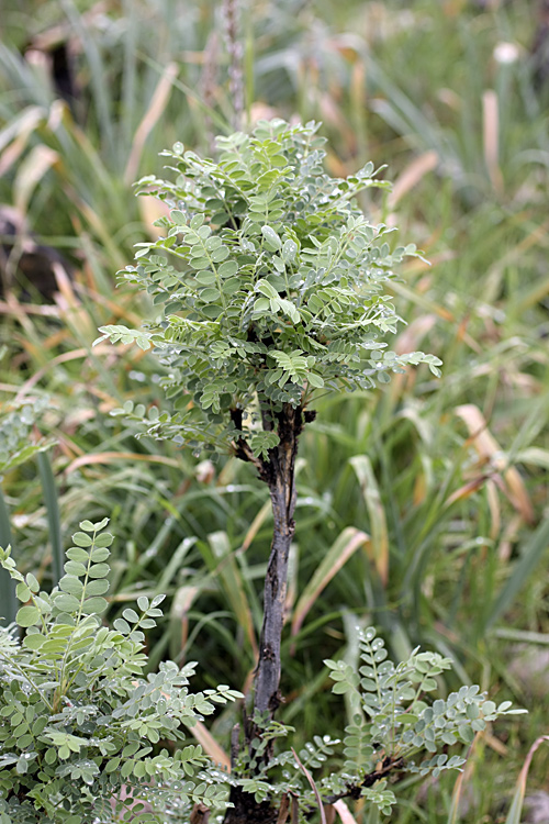 Image of Calophaca grandiflora specimen.