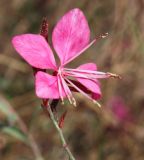 Gaura lindheimeri. Цветок. Израиль, побережье Мёртвого моря, Эн-Бокек, в культуре. 23.02.2011.