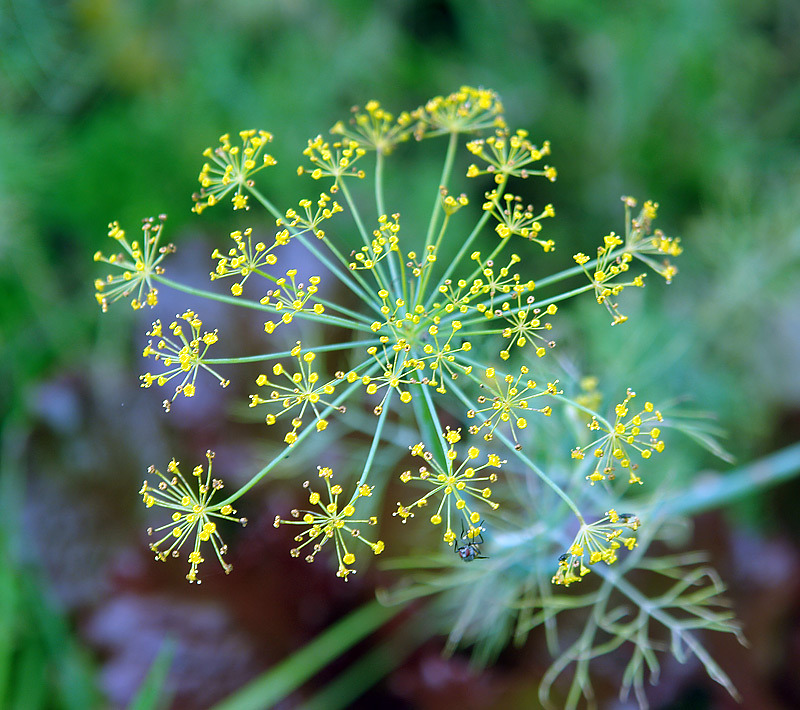 Изображение особи Anethum graveolens.