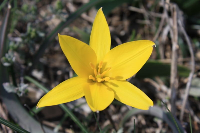 Image of Tulipa biebersteiniana specimen.