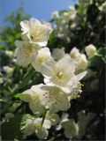 Philadelphus coronarius. Цветки. Санкт-Петербург, Петергоф, городское озеленение. 29.06.2009.